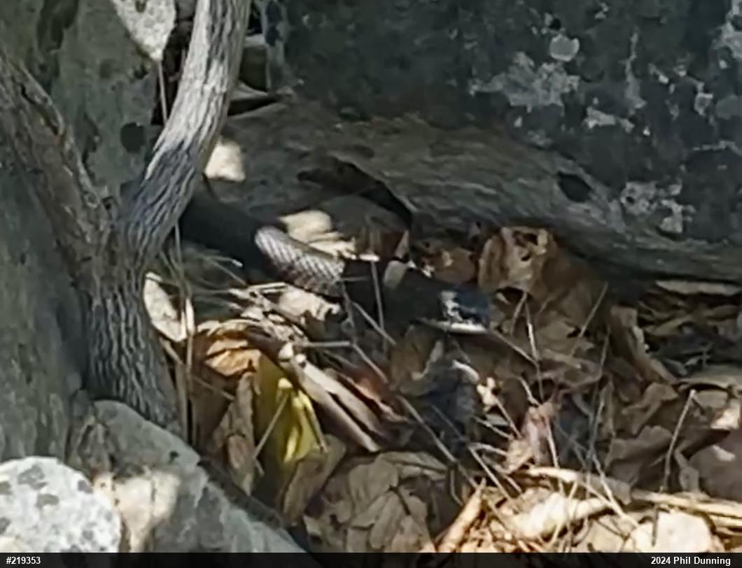 Northern Black Racer
