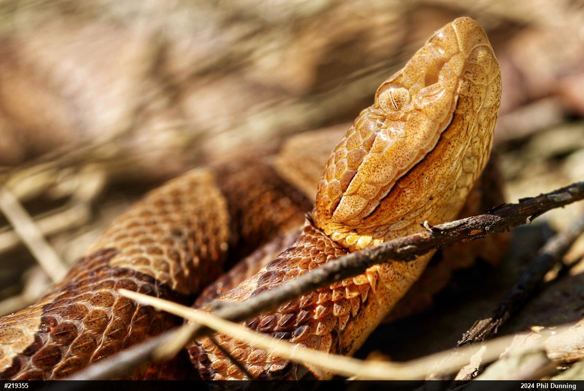 Northern Copperhead