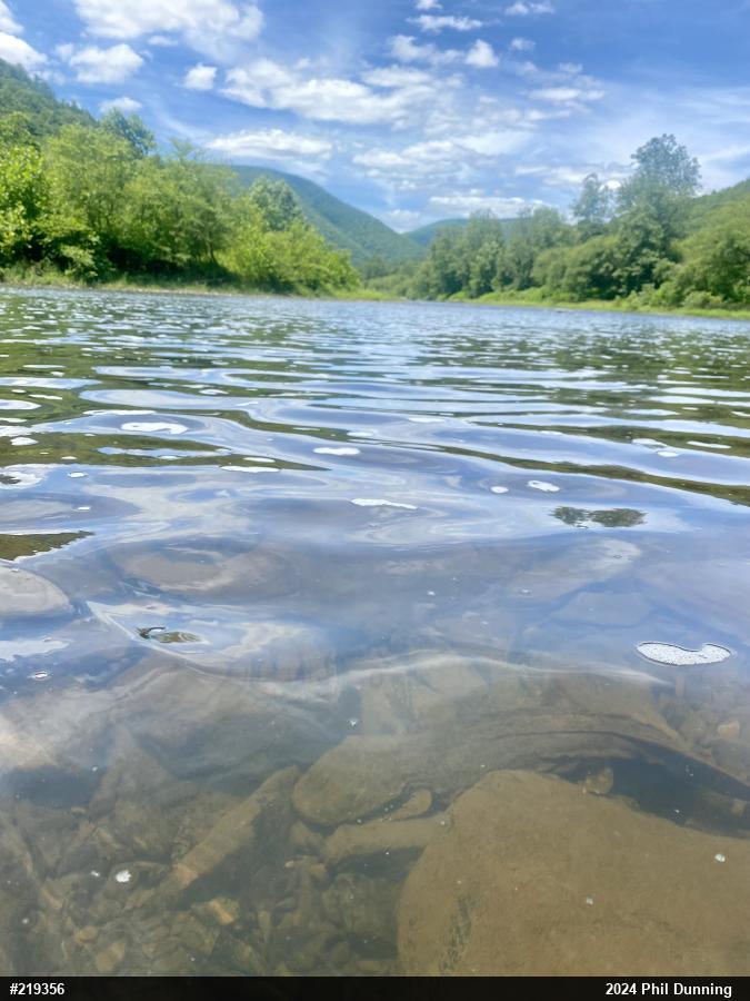 Eastern Hellbender