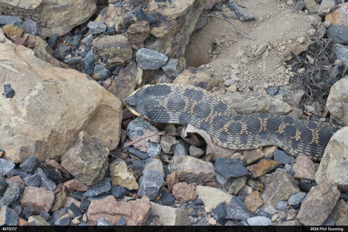 Eastern Hog-nosed Snake