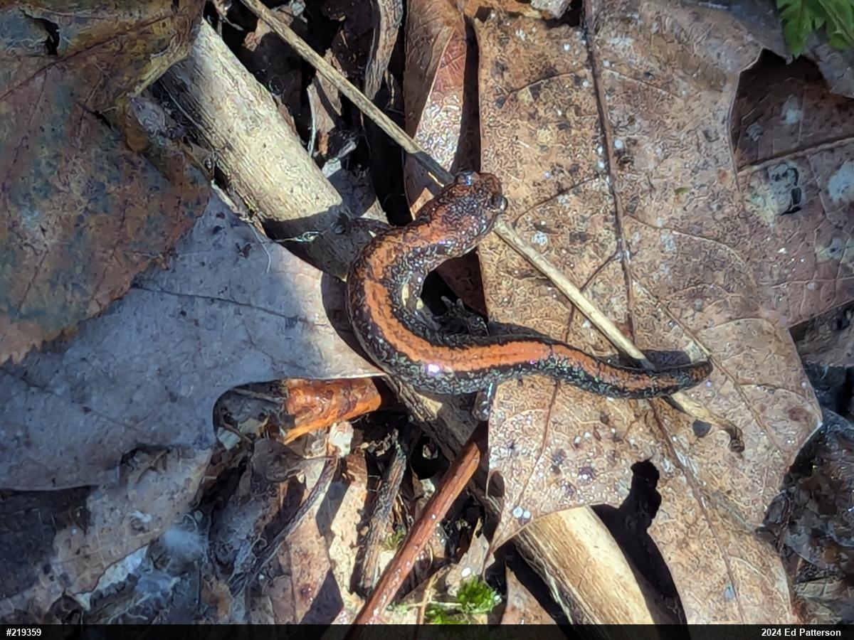 Eastern Red-backed  Salamander