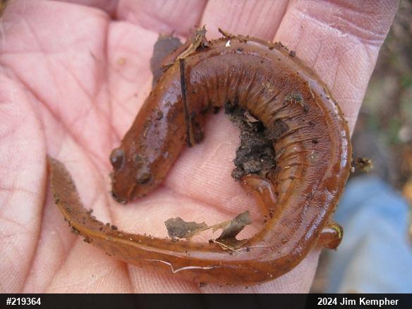 Northern Spring Salamander