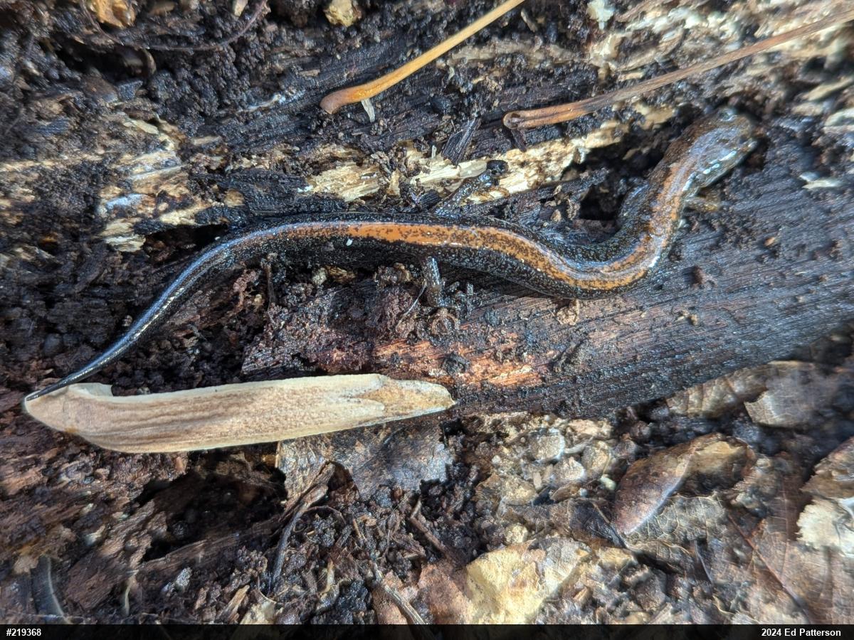 Eastern Red-backed  Salamander