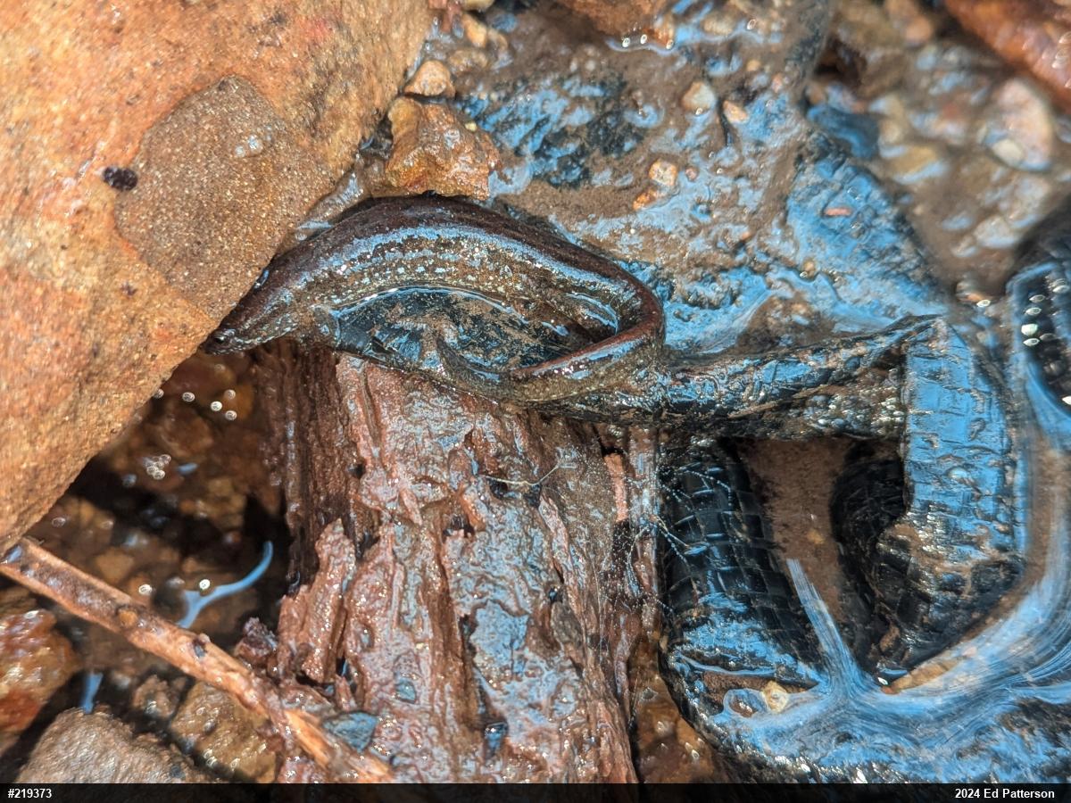 Northern Dusky Salamander