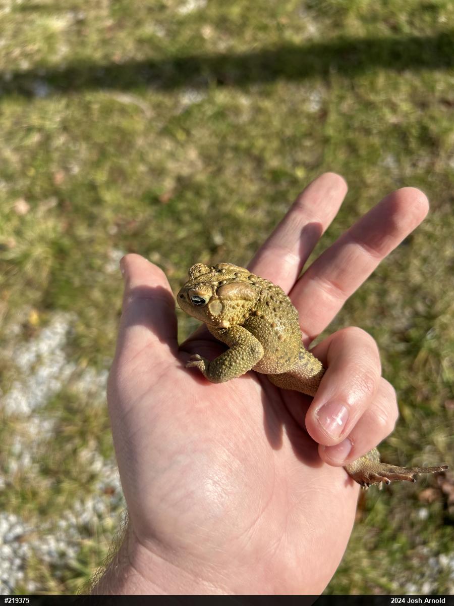 Eastern American Toad