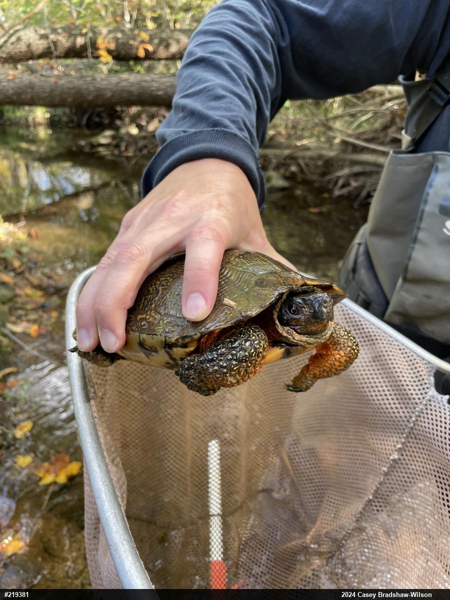 Wood Turtle