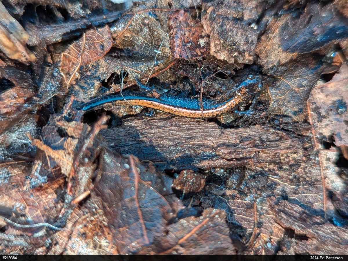 Eastern Red-backed  Salamander