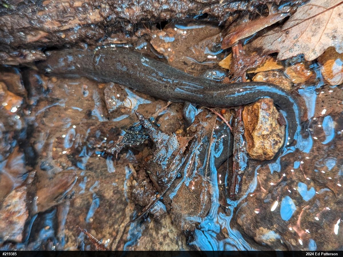 Northern Dusky Salamander