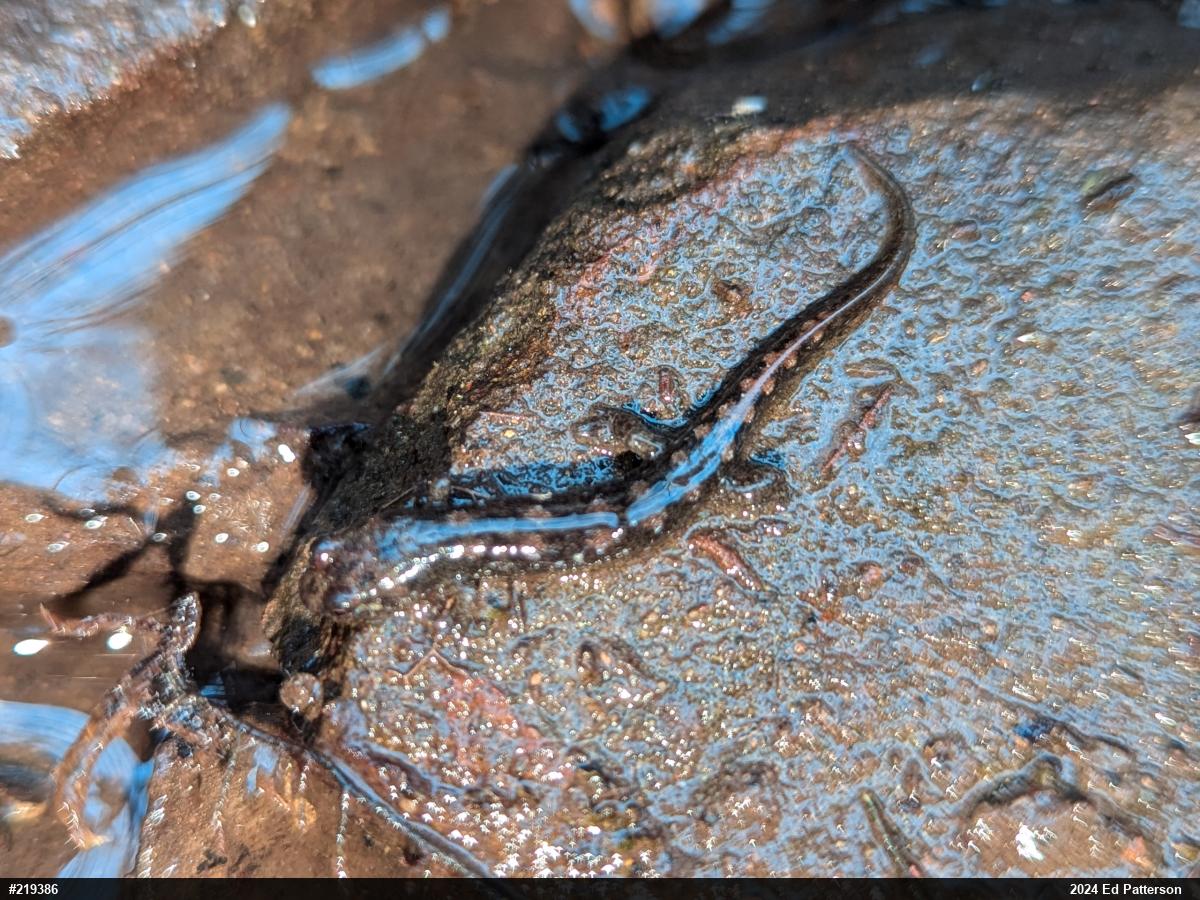 Seal Salamander