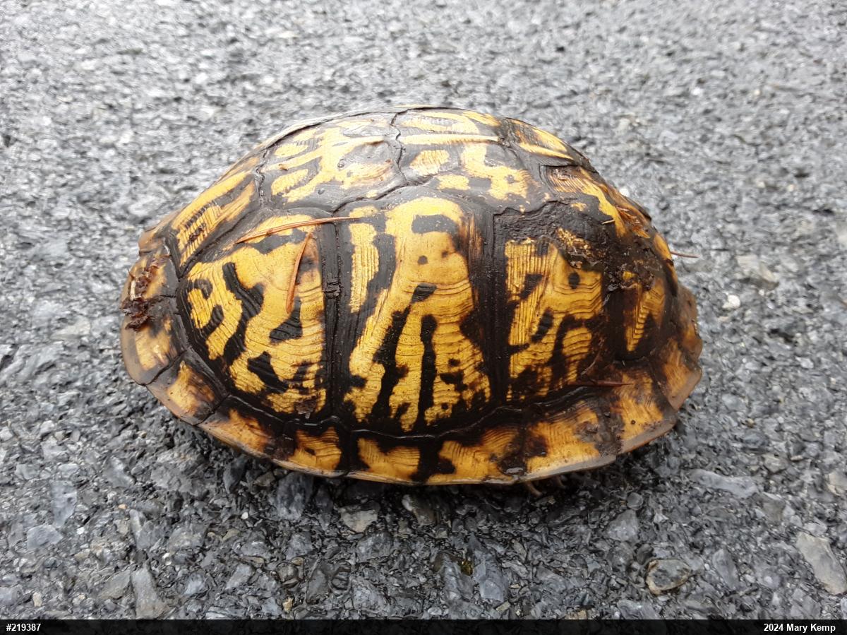 Eastern Box Turtle