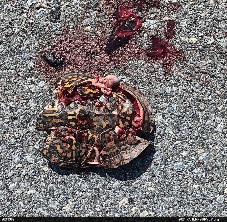 Eastern Box Turtle
