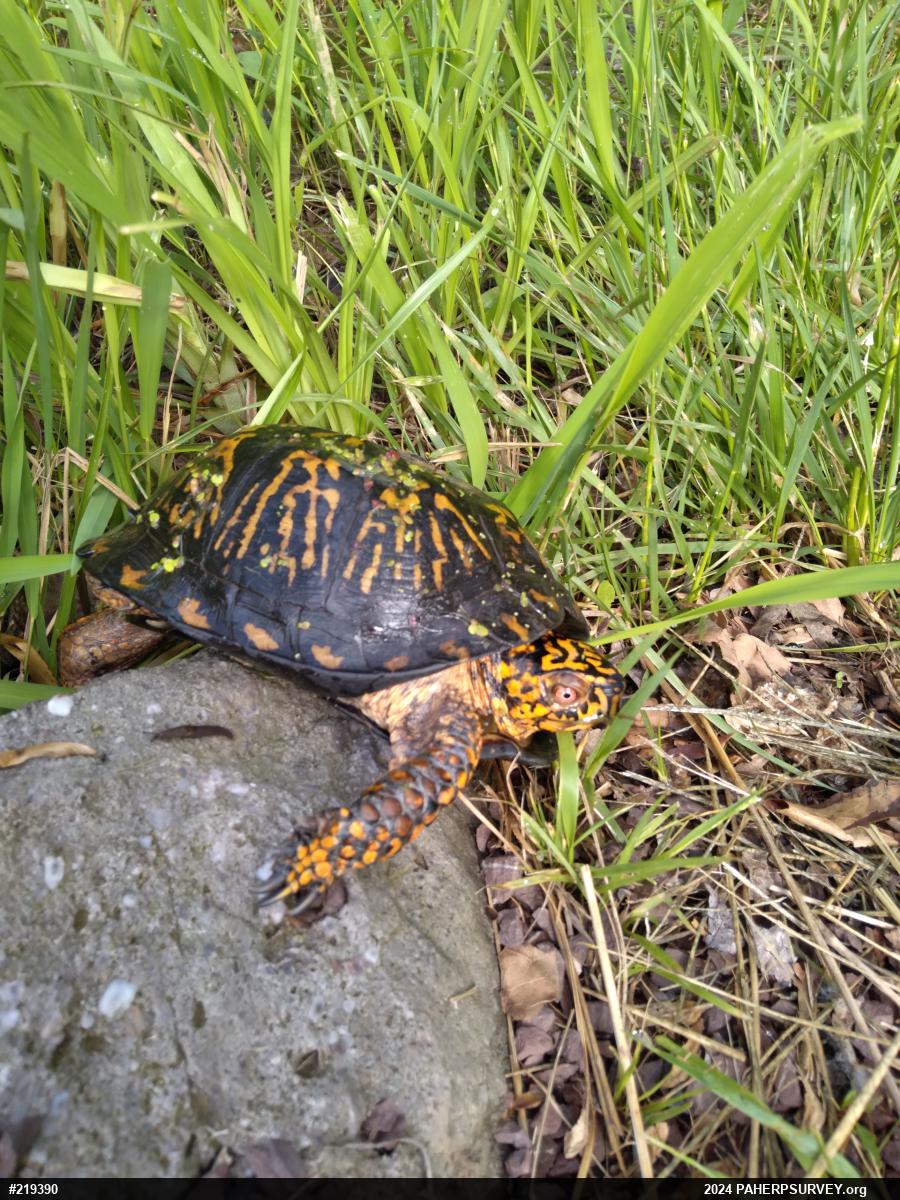 Eastern Box Turtle