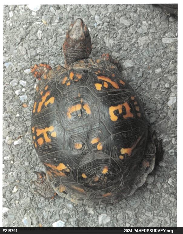Eastern Box Turtle