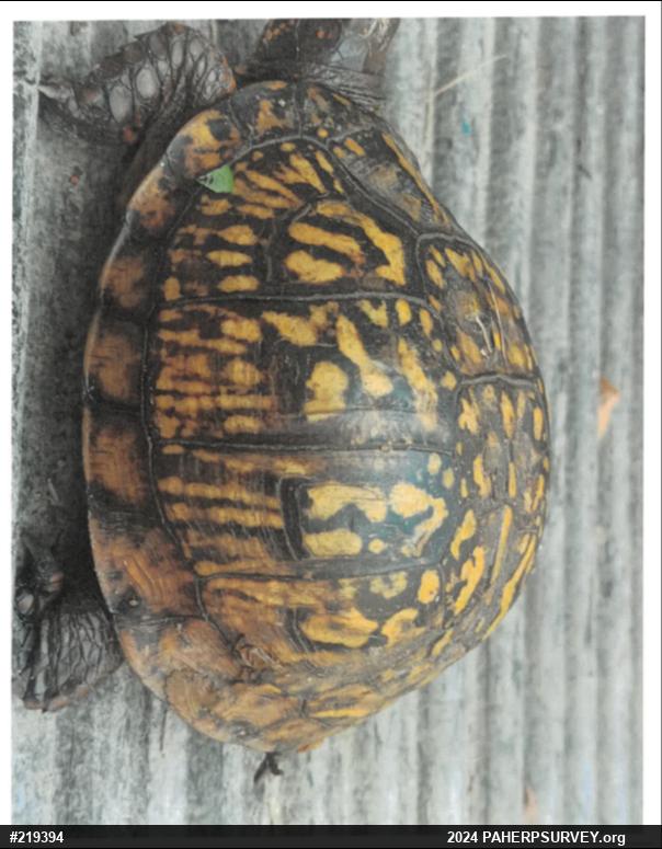 Eastern Box Turtle