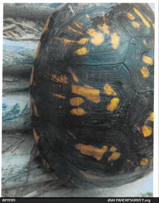 Eastern Box Turtle
