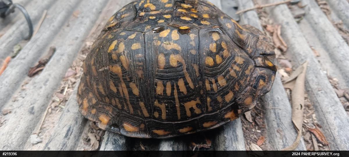 Eastern Box Turtle
