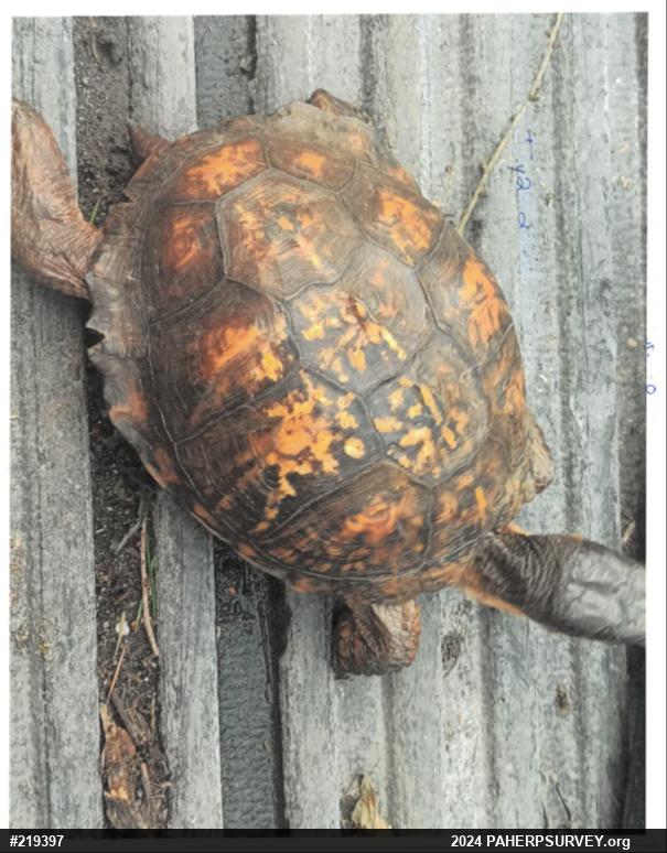 Eastern Box Turtle