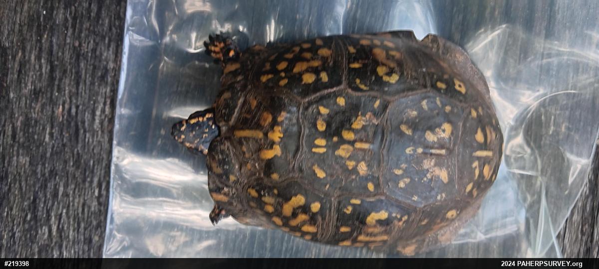 Eastern Box Turtle