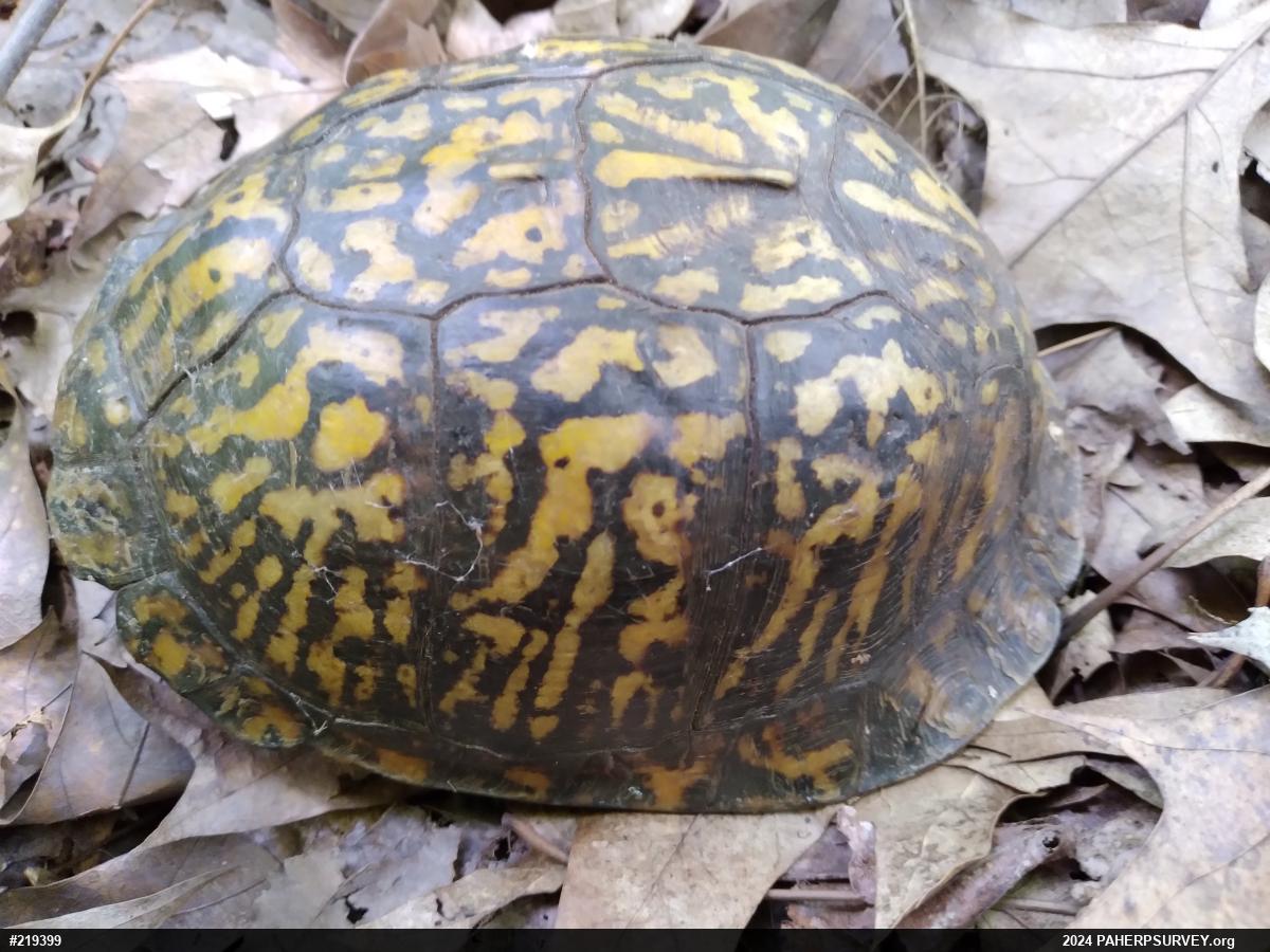 Eastern Box Turtle