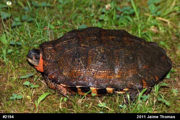 Wood Turtle