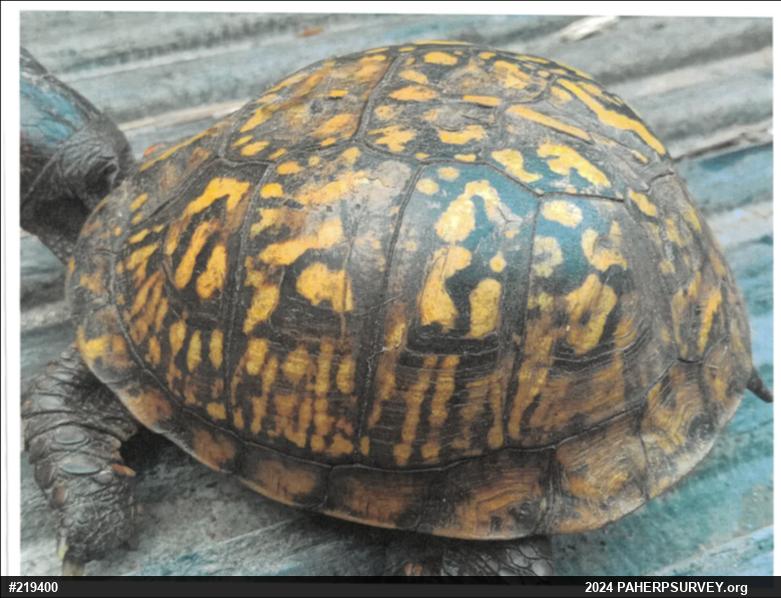 Eastern Box Turtle