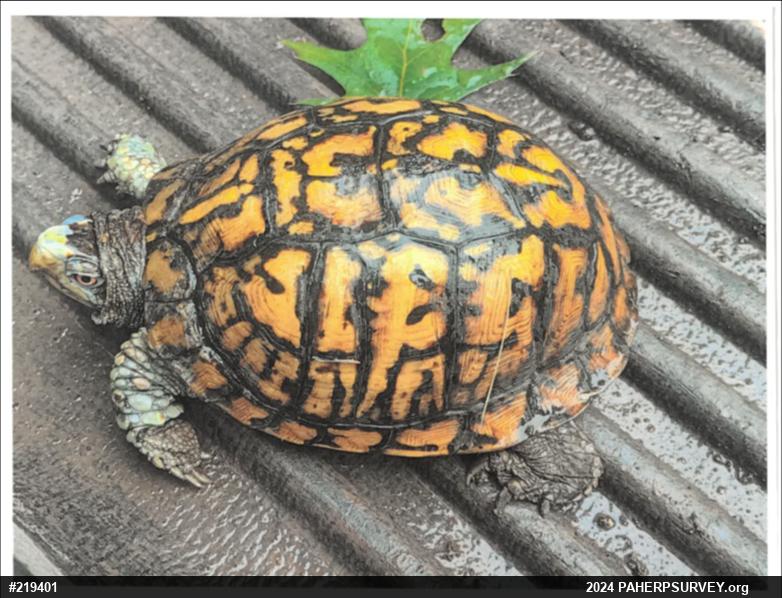 Eastern Box Turtle