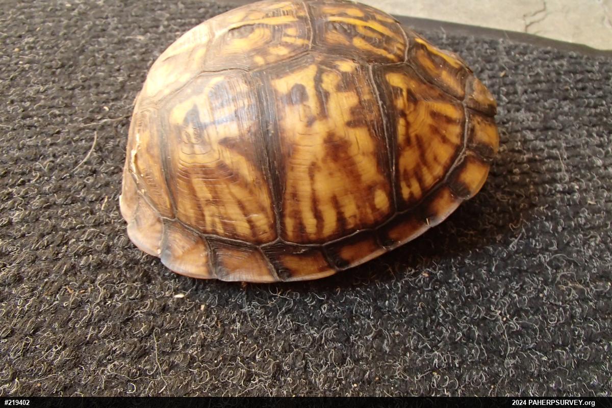 Eastern Box Turtle