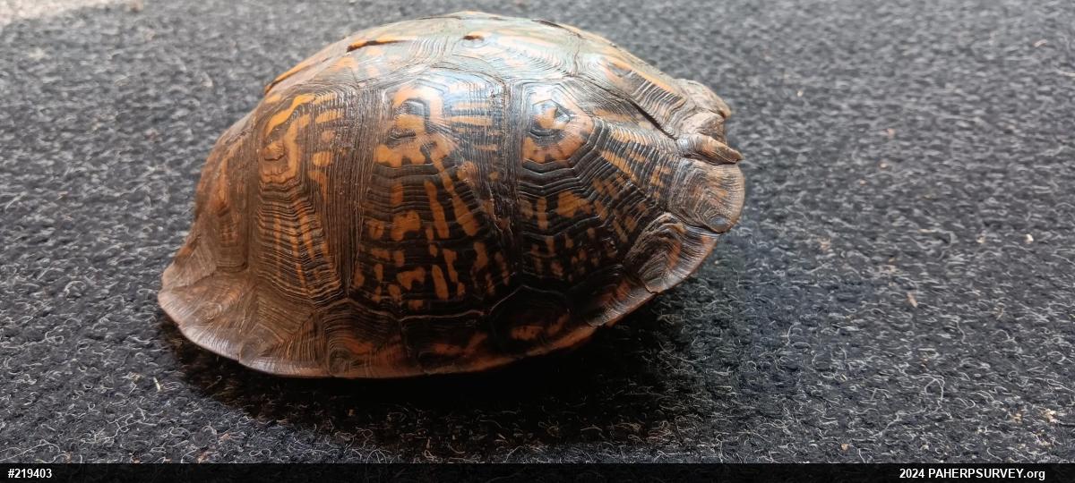 Eastern Box Turtle
