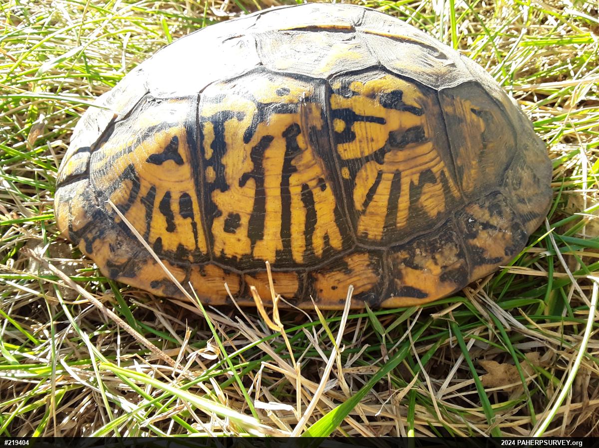 Eastern Box Turtle