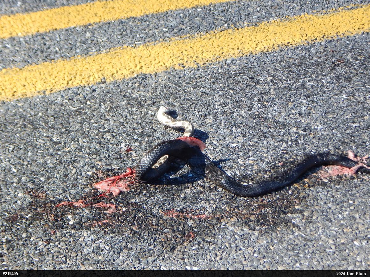 Eastern Ratsnake