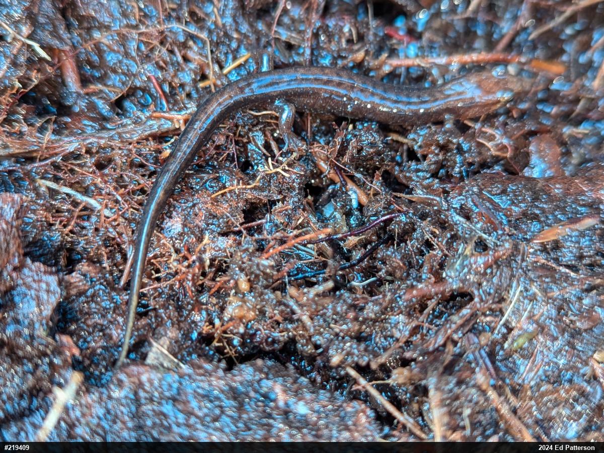 Allegheny Mountain Dusky Salamander