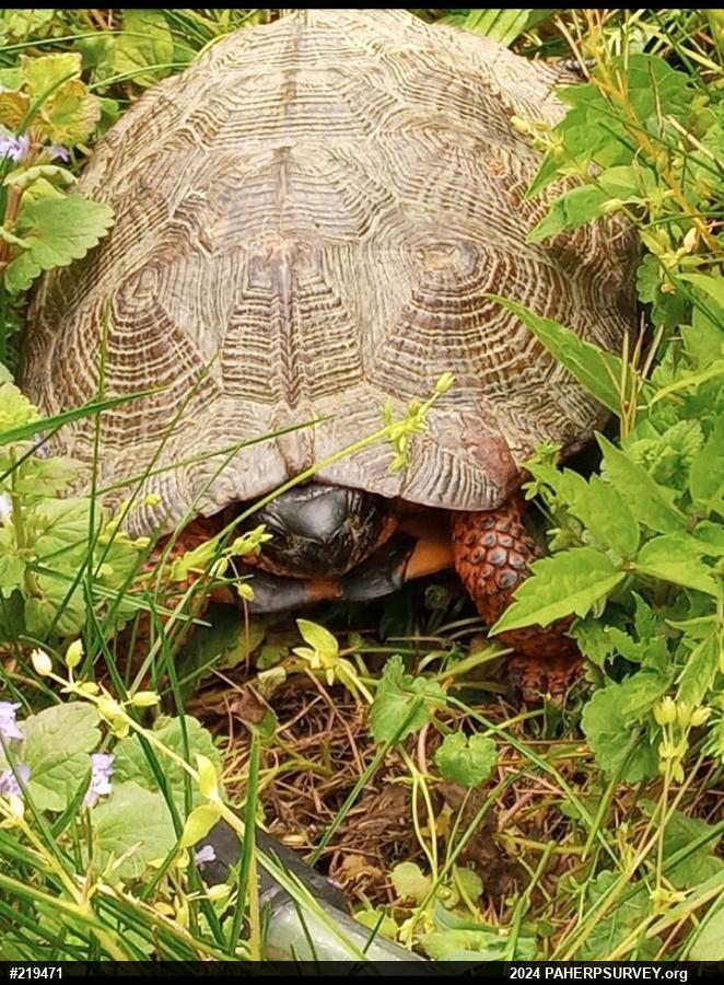 Wood Turtle