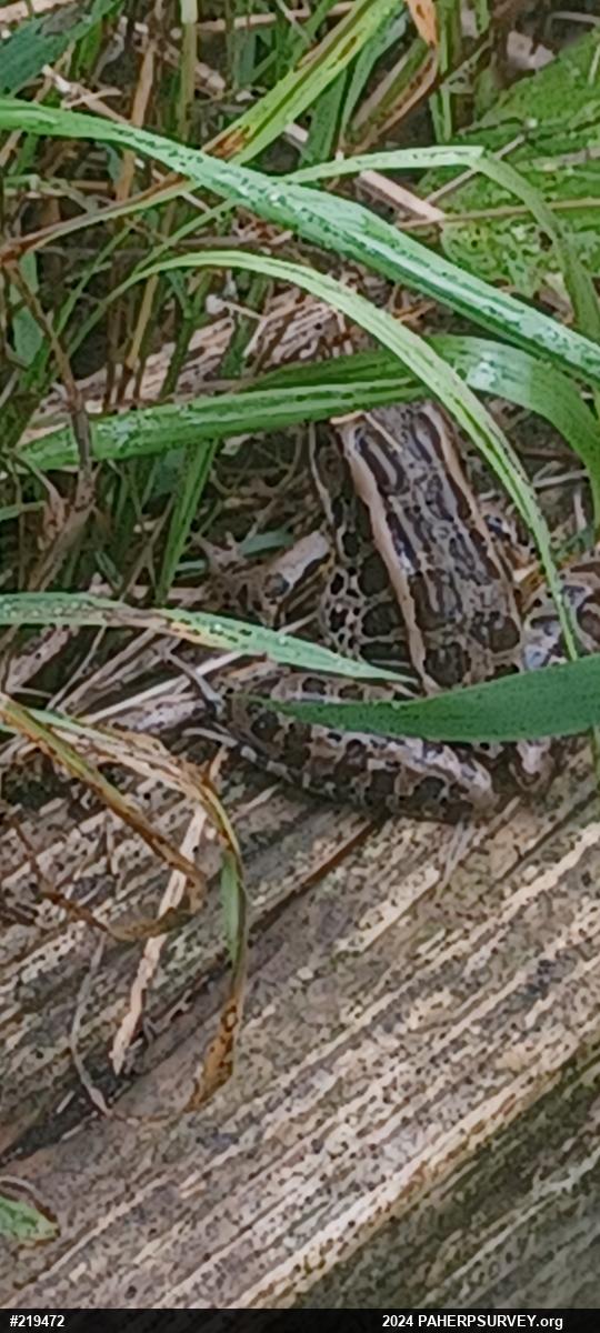Pickerel Frog