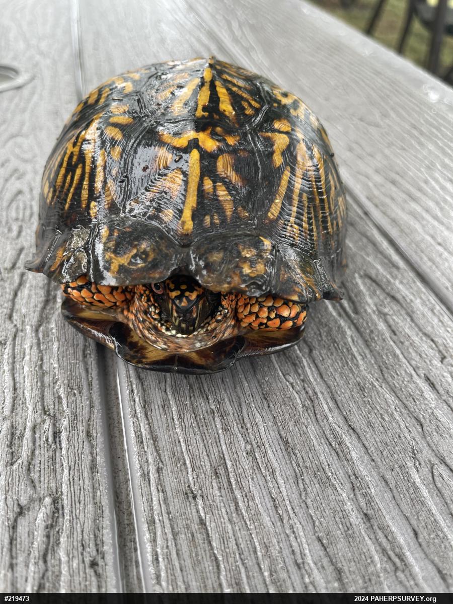 Eastern Box Turtle
