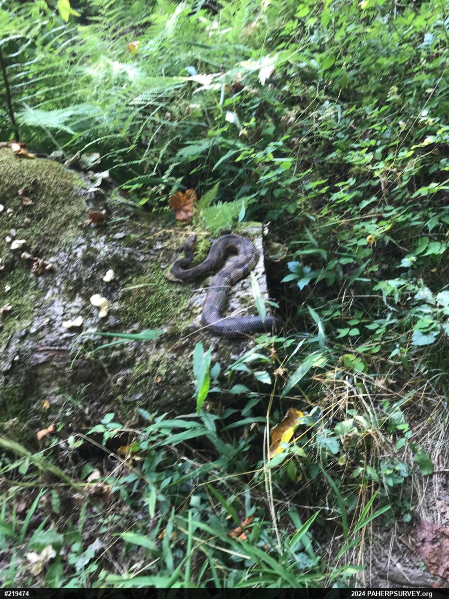 Timber Rattlesnake