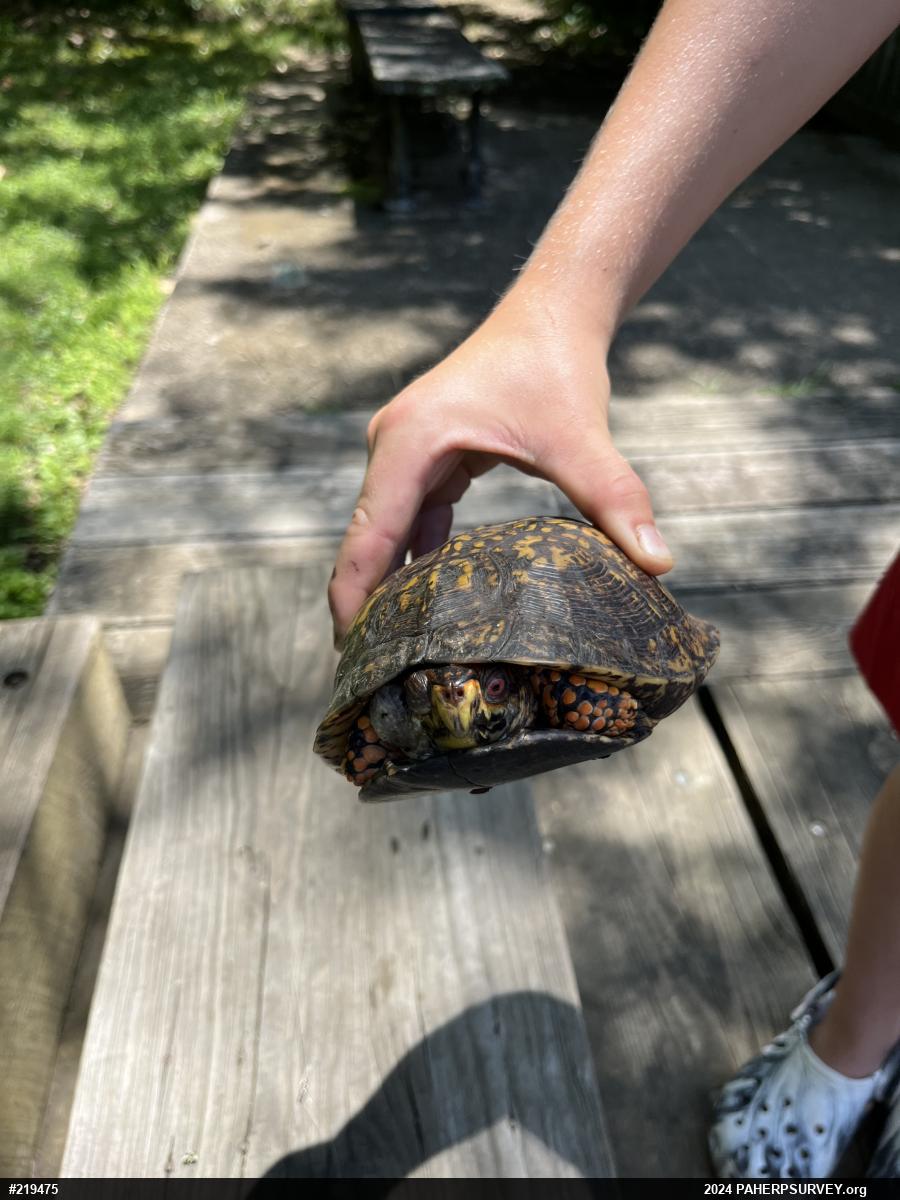 Eastern Box Turtle
