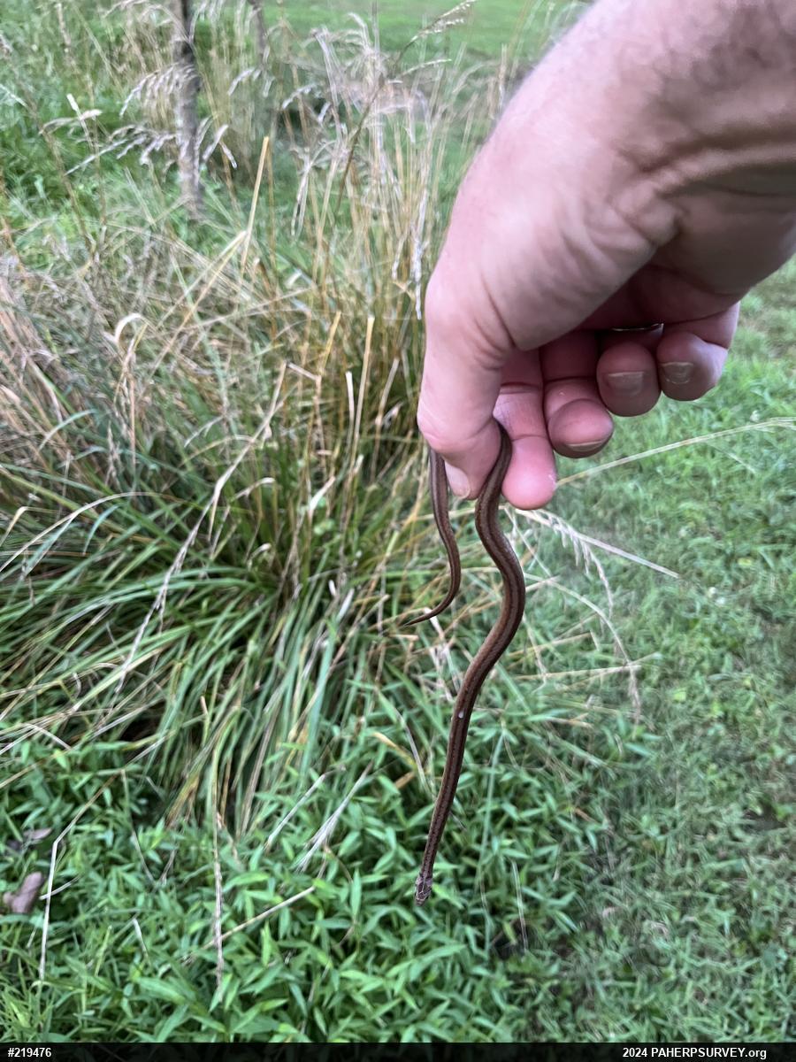 Dekay's Brownsnake