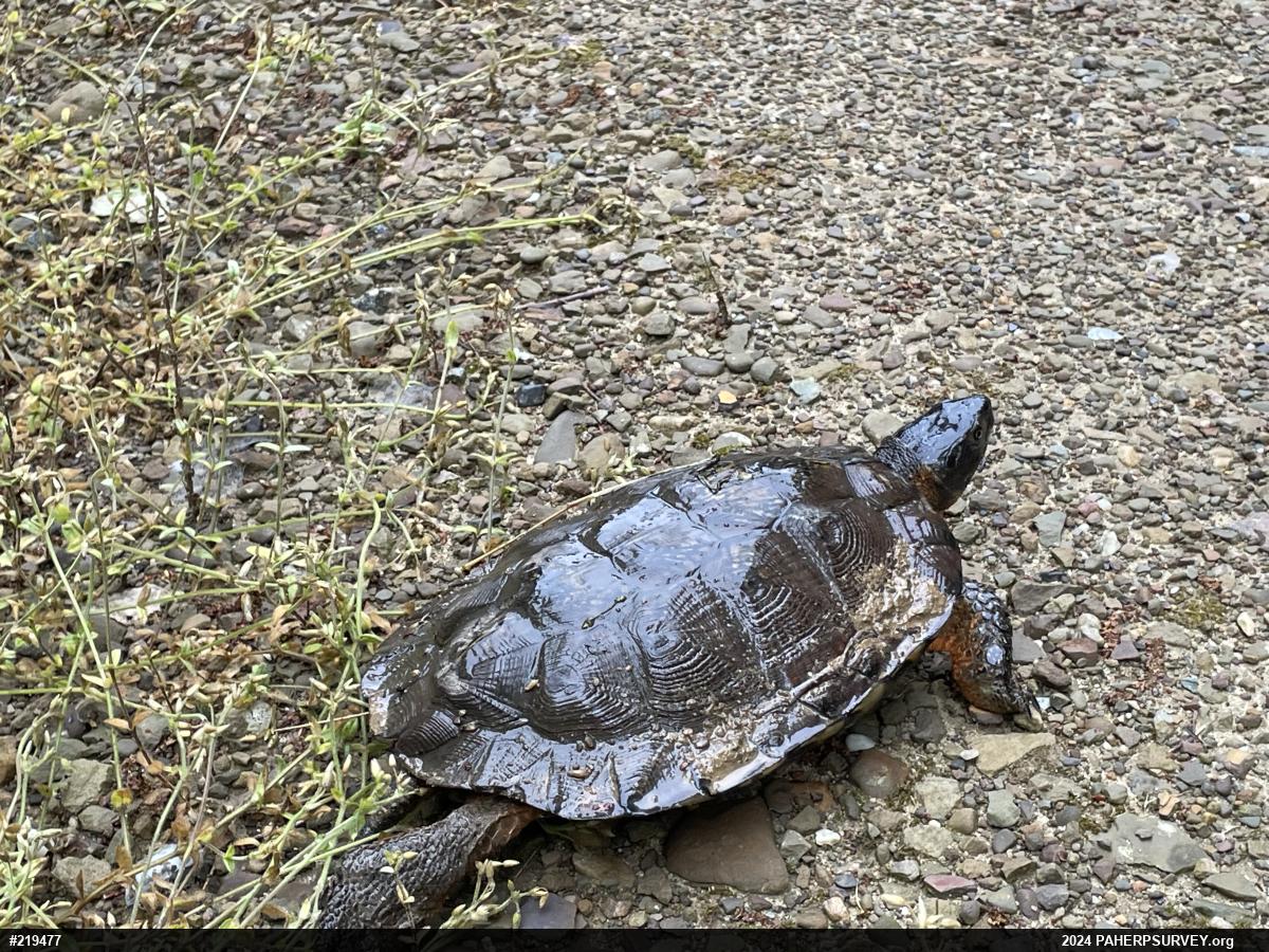 Wood Turtle