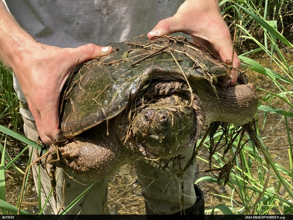 Snapping Turtle