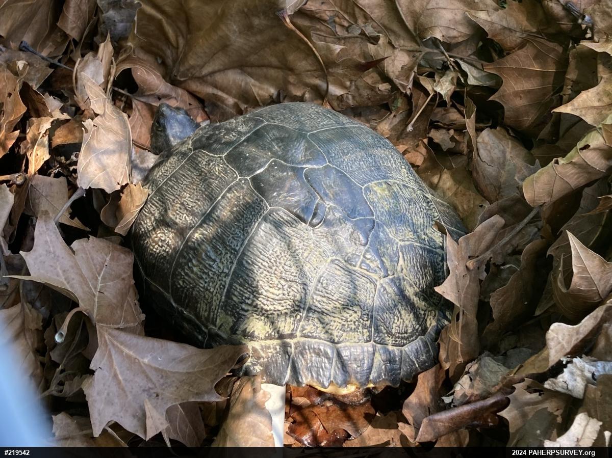 Pond Slider