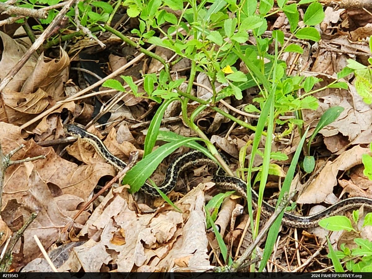 Eastern Gartersnake
