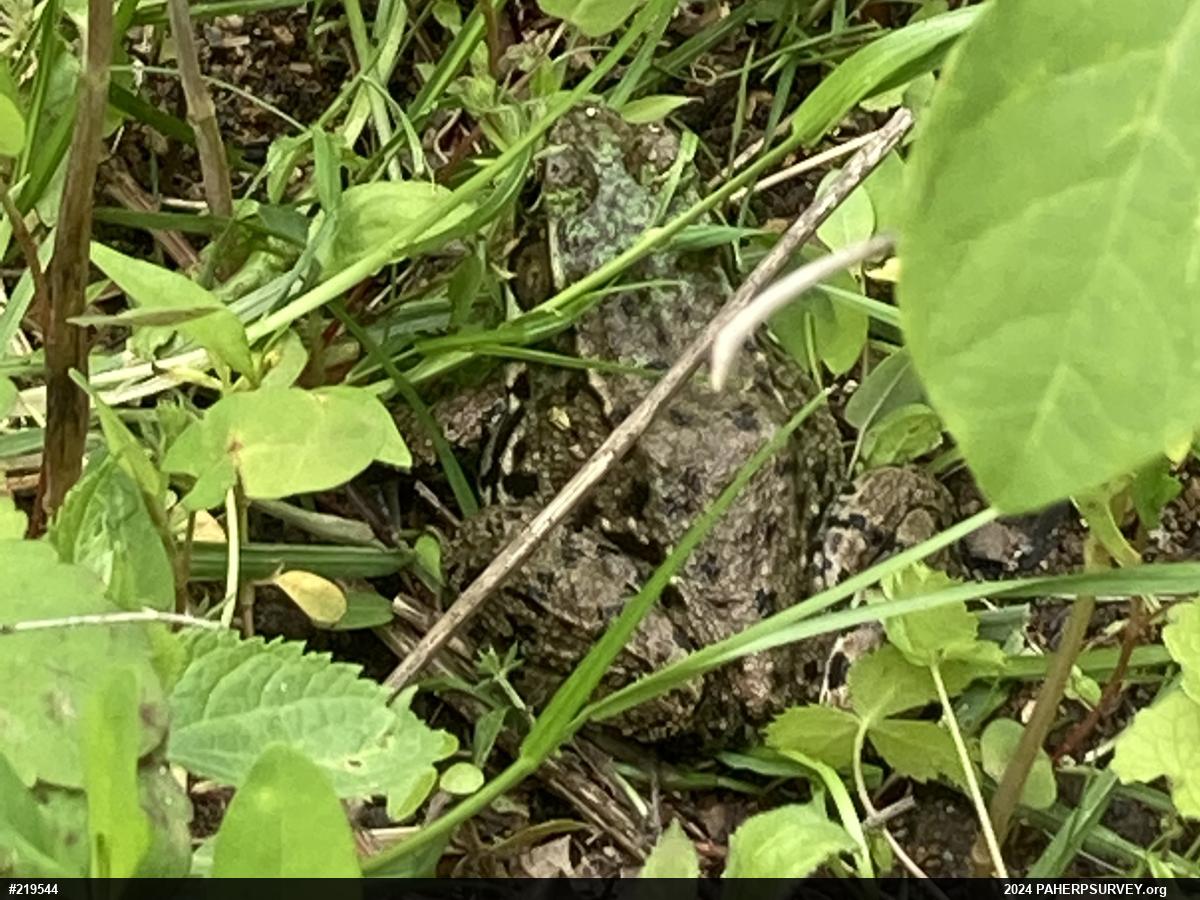 Green Frog