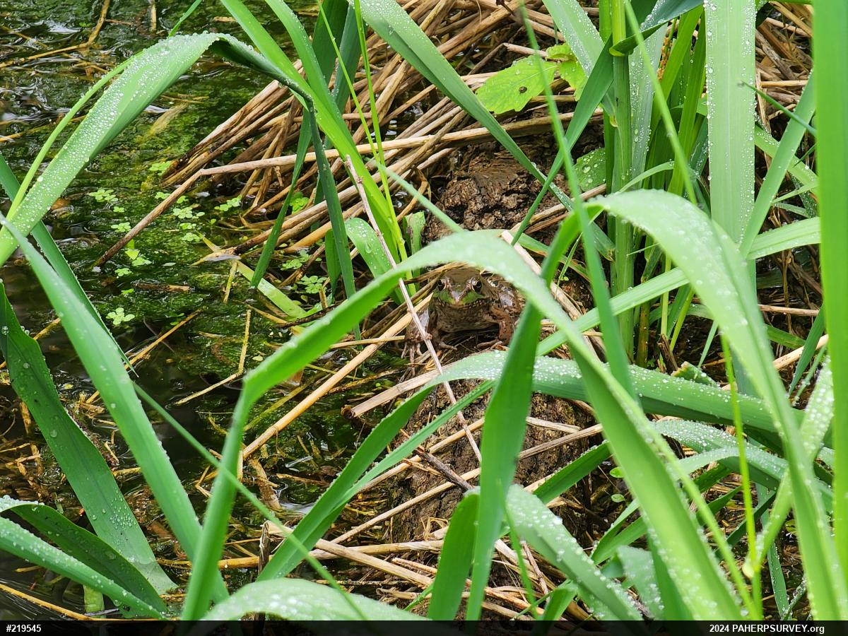 Green Frog