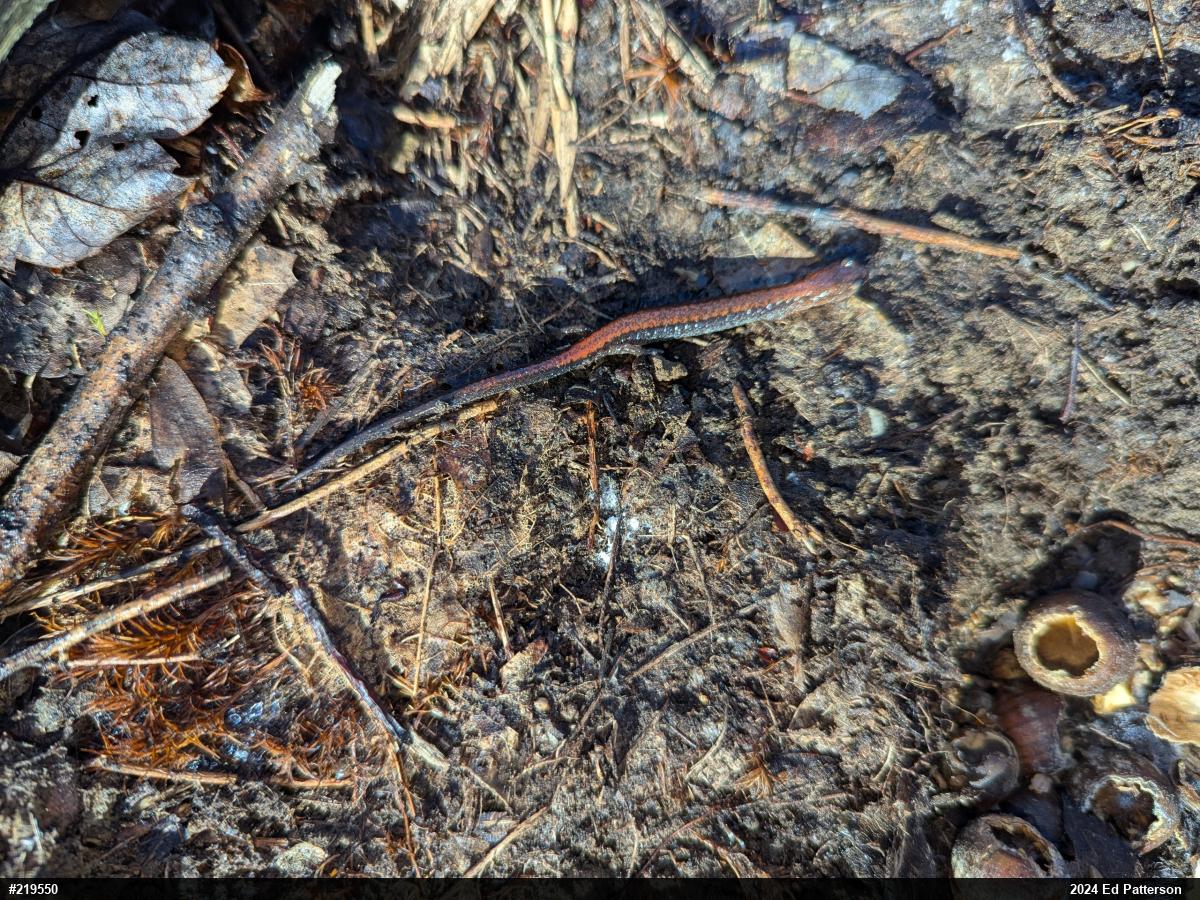 Eastern Red-backed  Salamander