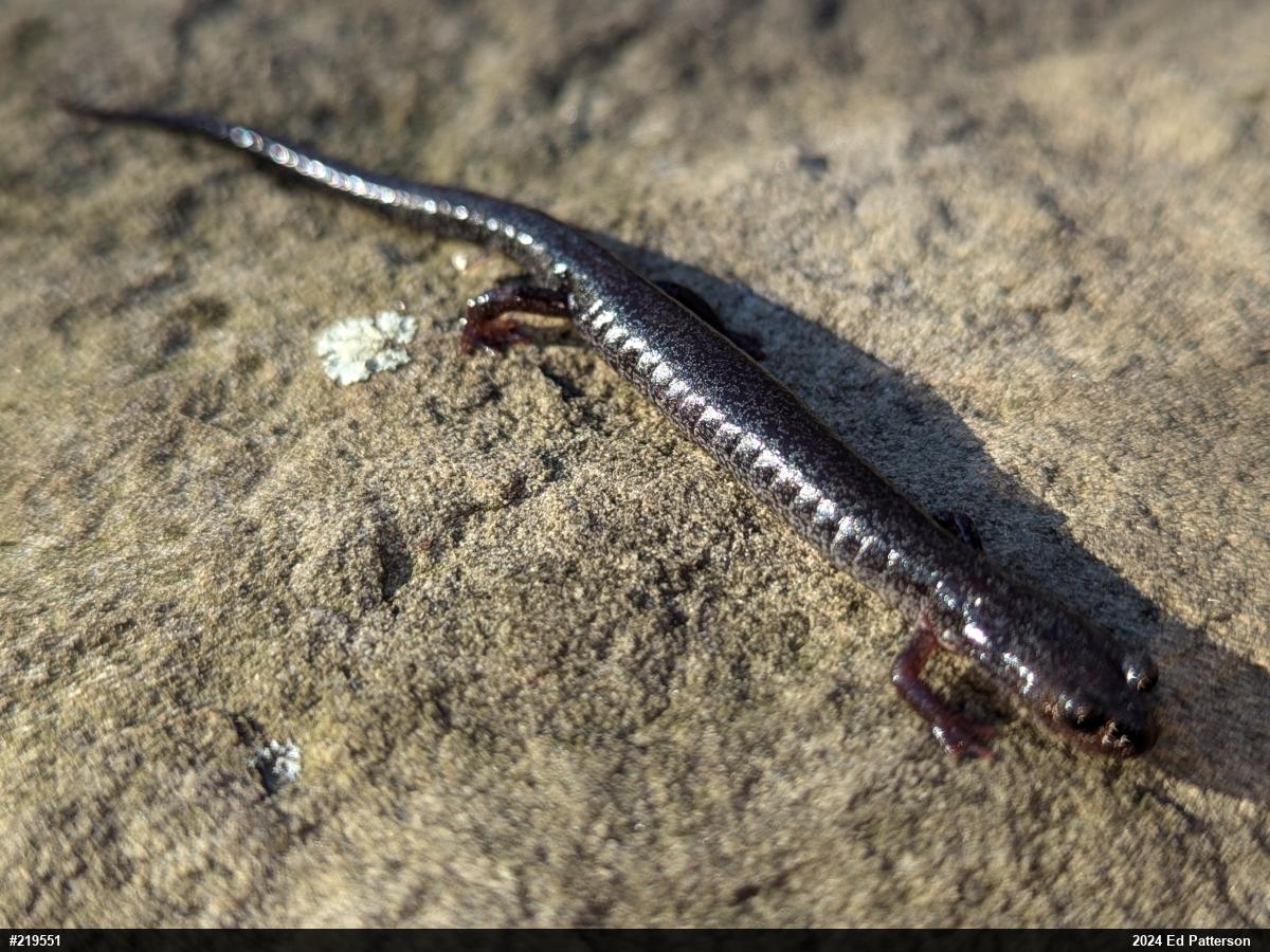 Valley And Ridge Salamander