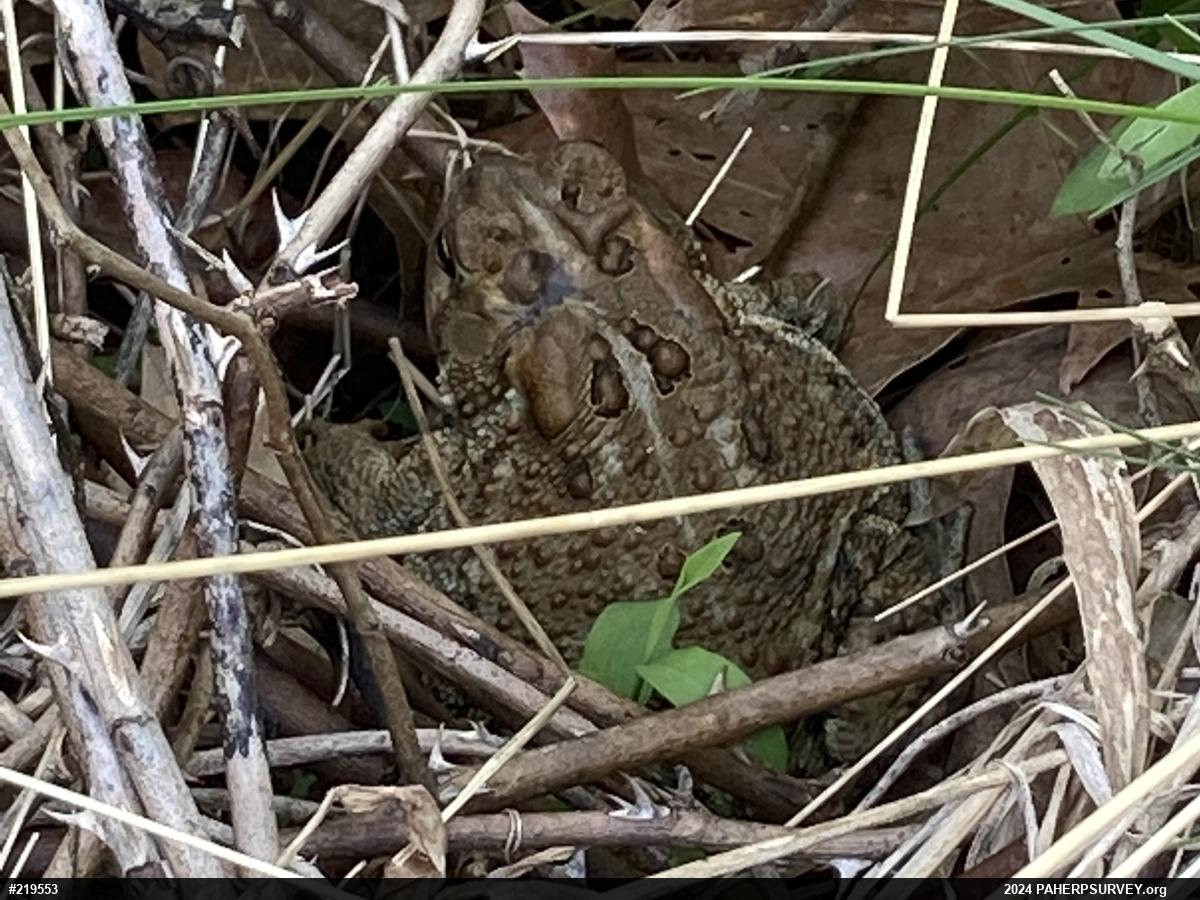 Eastern American Toad