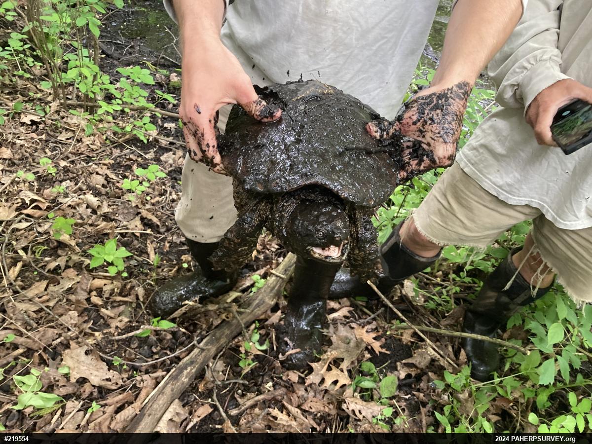 Snapping Turtle