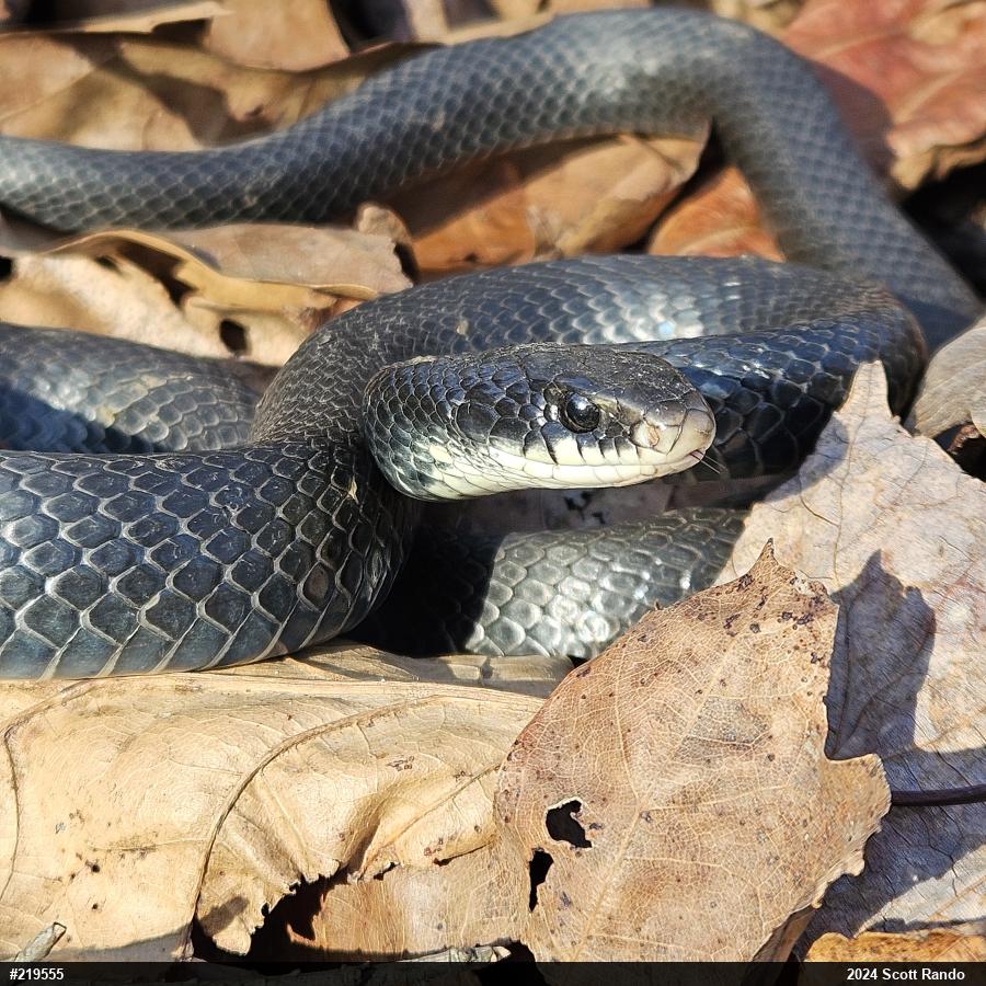 Northern Black Racer