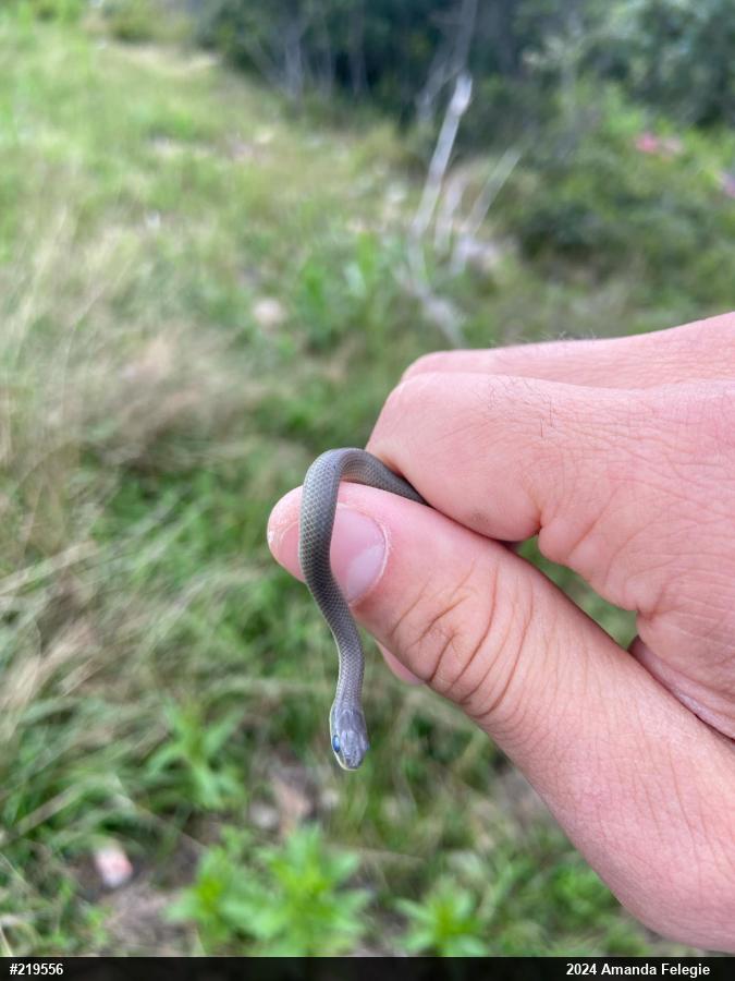Smooth Greensnake