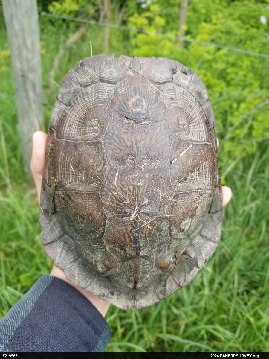 Wood Turtle